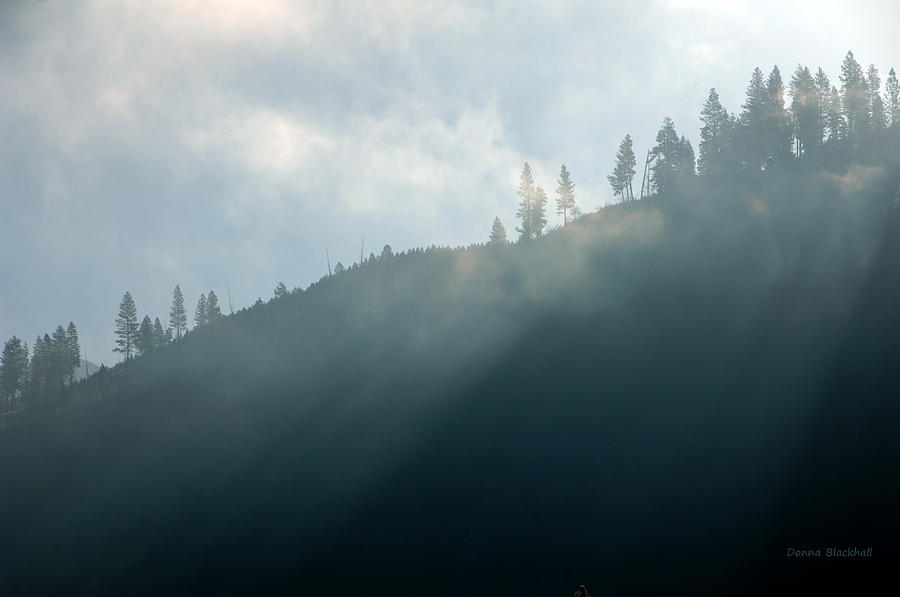 Tree Photograph - Iridescent Mist by Donna Blackhall