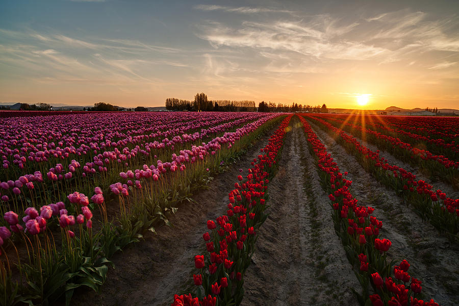 Tulip Photograph - Irridescent Skagit Sunset by Mike Reid