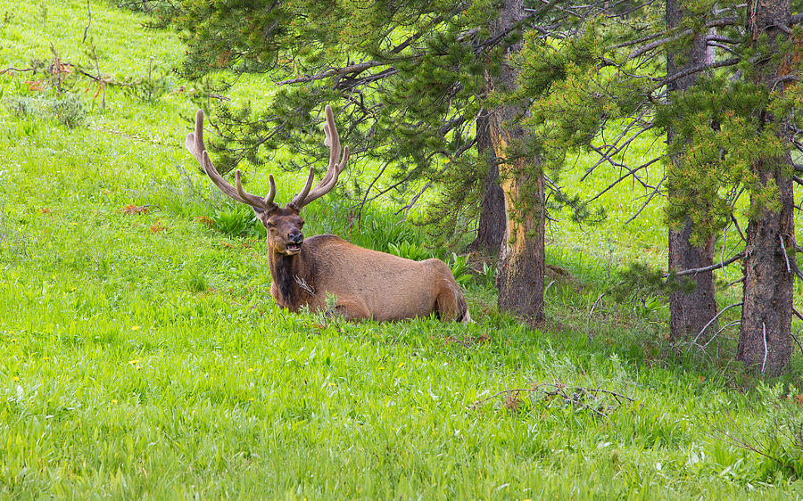 Irritated Bull Elk Yellowstone Photograph by John M Bailey - Fine Art ...