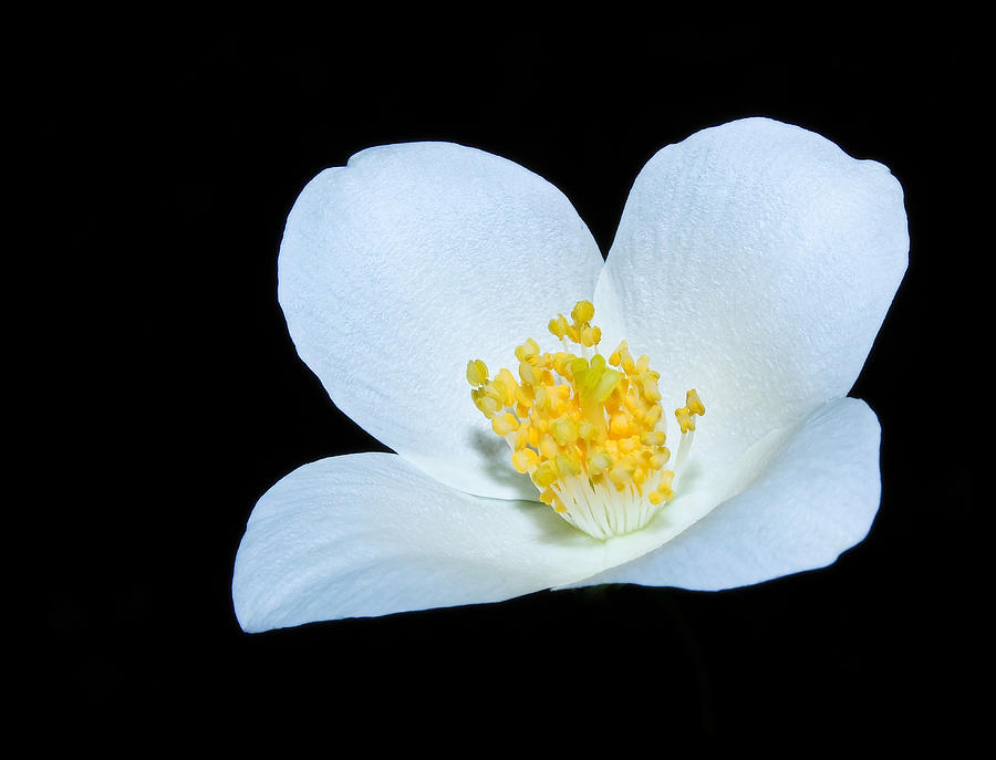 Flower Photograph - Is As Simple As That by Tammy Schneider