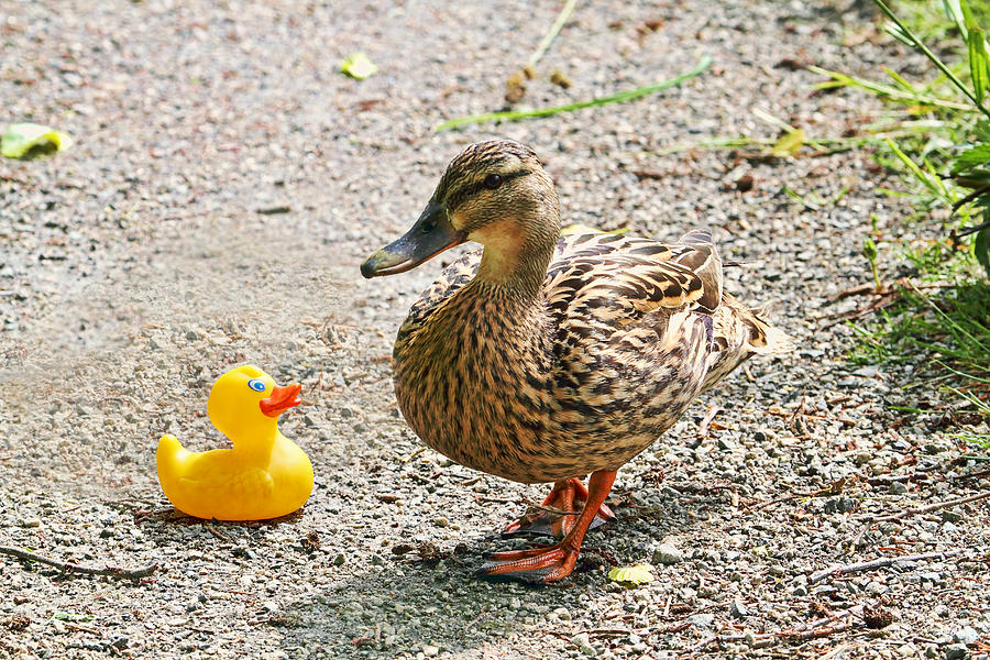 Is Everything Ducky? Photograph by Peggy Collins