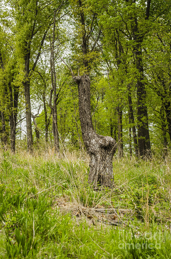 Is It a Tree or a Giraffe? Photograph by Deborah Smolinske