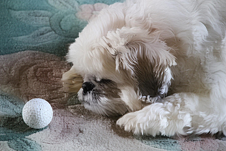 Golf Photograph - Is It Time for Golf Yet by Ericamaxine Price
