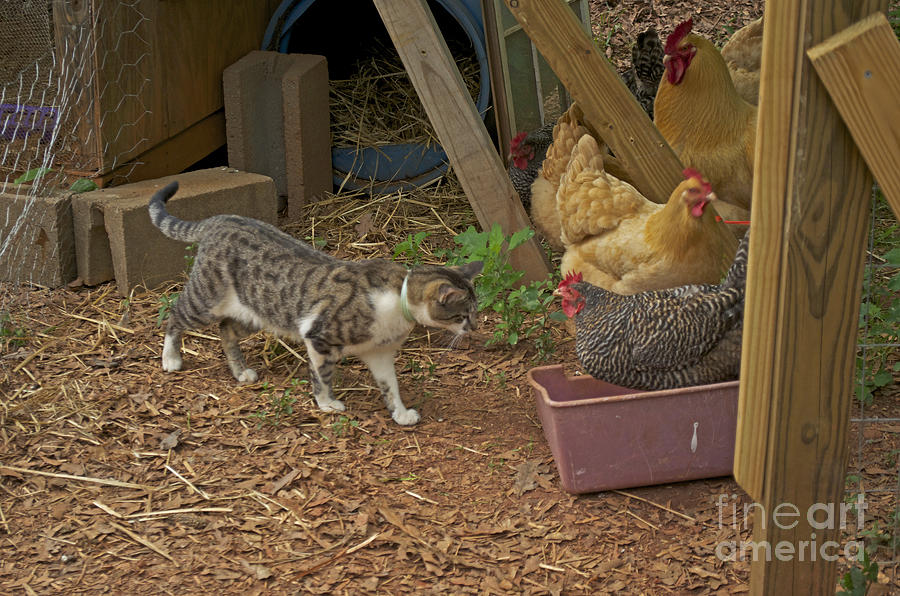 Chicken Photograph - Is She Really In My Litter Pan by Donna Brown