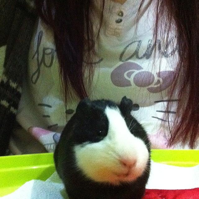 Cute Photograph - Is She Smiling?!?! 😹😂 #guineapig by Sophia Yang