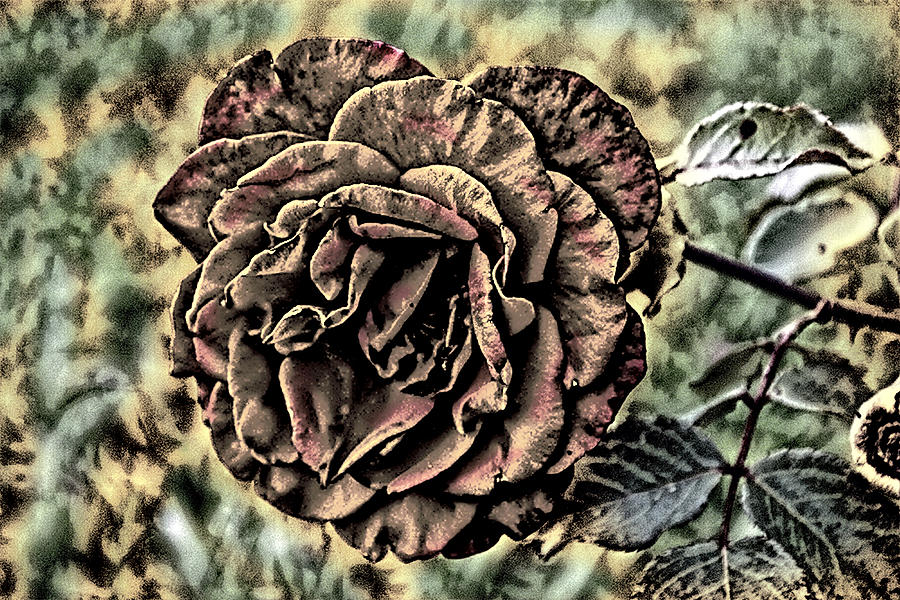 Is Still a Rose 1 Photograph by David Yocum