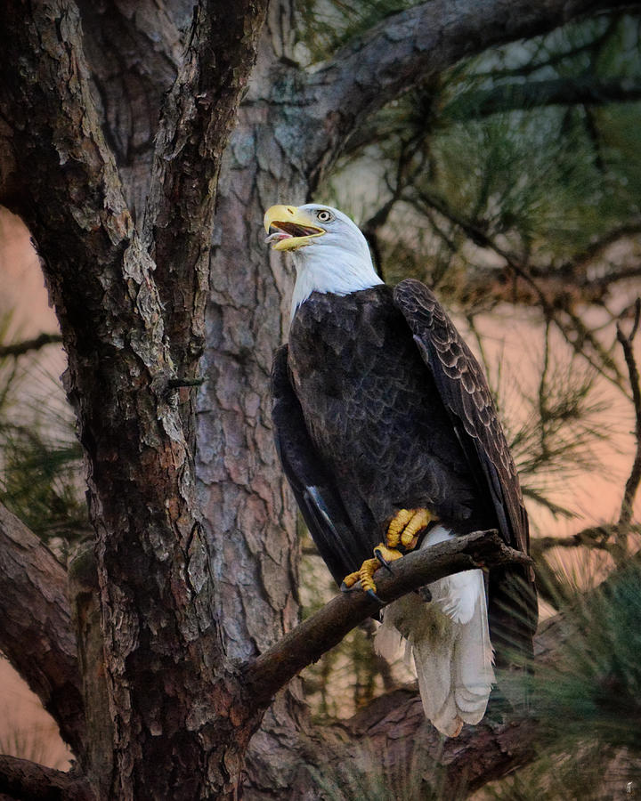 Is Summer Over Yet - Bald Eagle Photograph by Jai Johnson