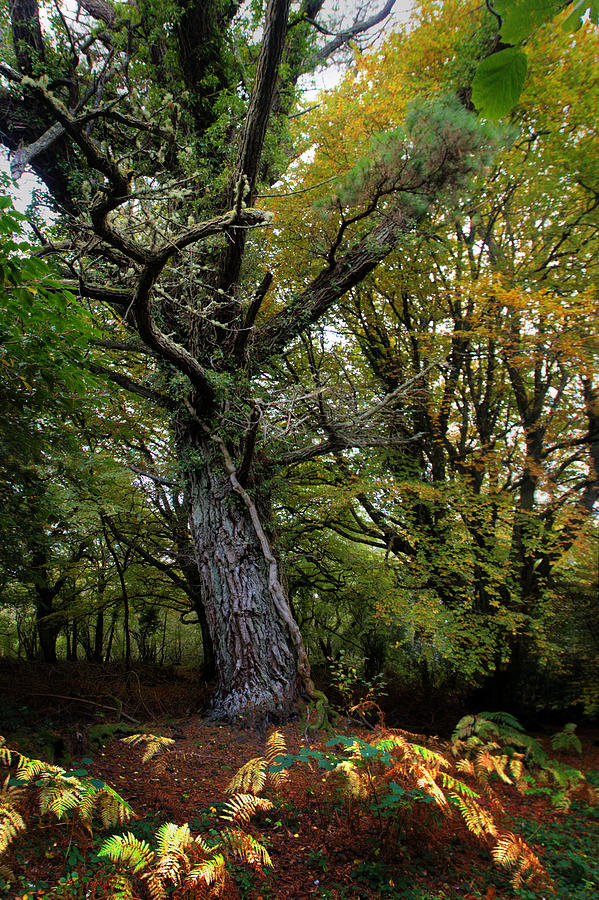 Is That Treebeard? Photograph by Mark Callanan