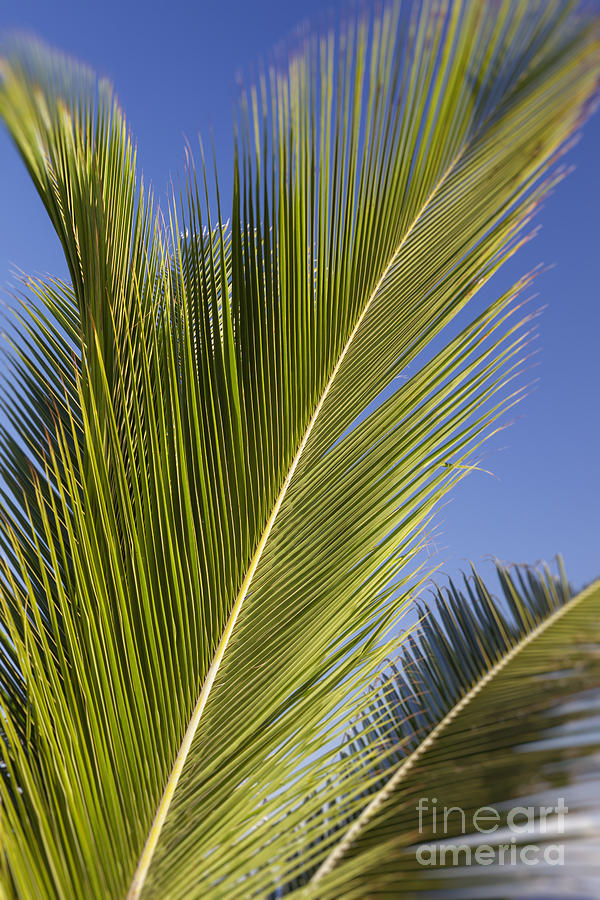 Isabel Beach in Puerto Rico Palm Trees Against Blue Sky Photograph by Bryan Mullennix