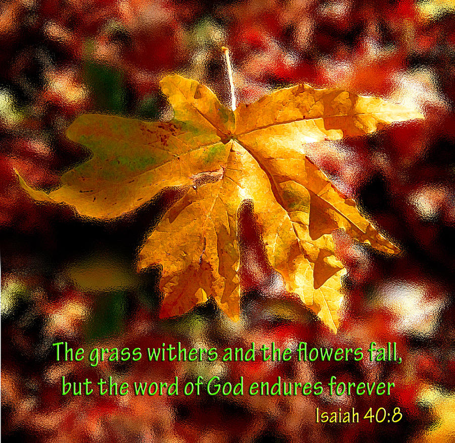 Isaiah Autumn Leaf Photograph by Michele Avanti