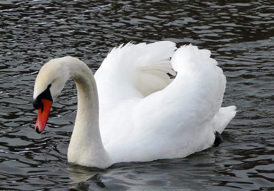 Isar Swan Photograph by Valerie Ornstein
