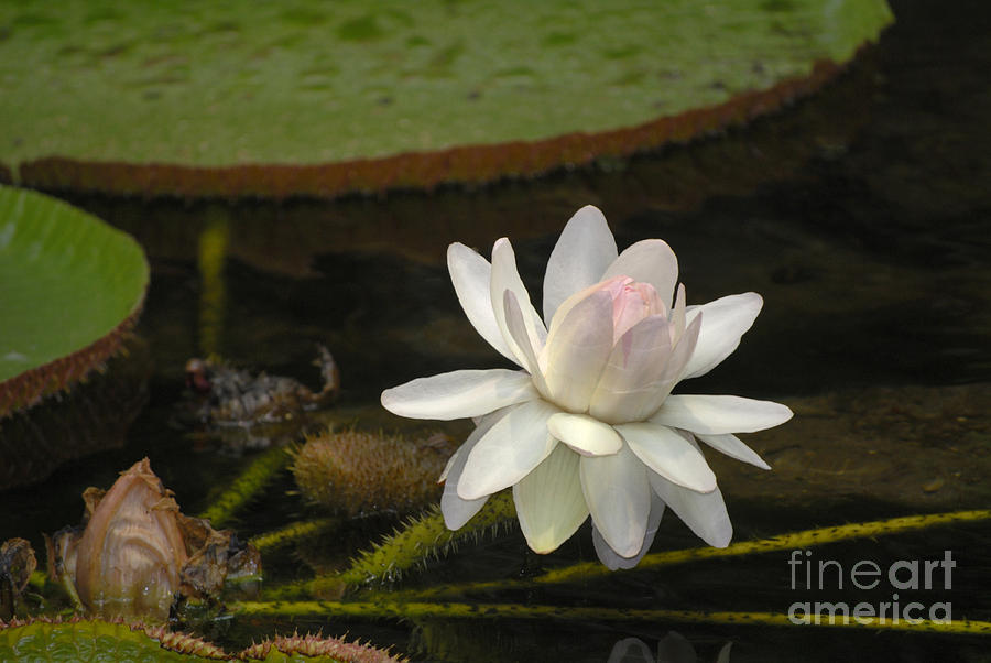 Ischian Water Lily Photograph by Brenda Kean