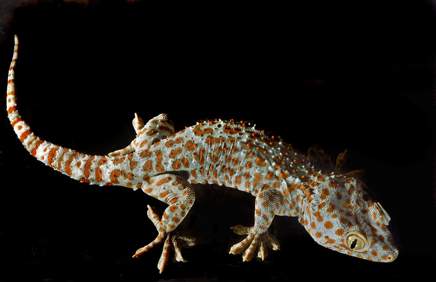Isis. Tokay Gecko. Photograph by Chris  Kusik