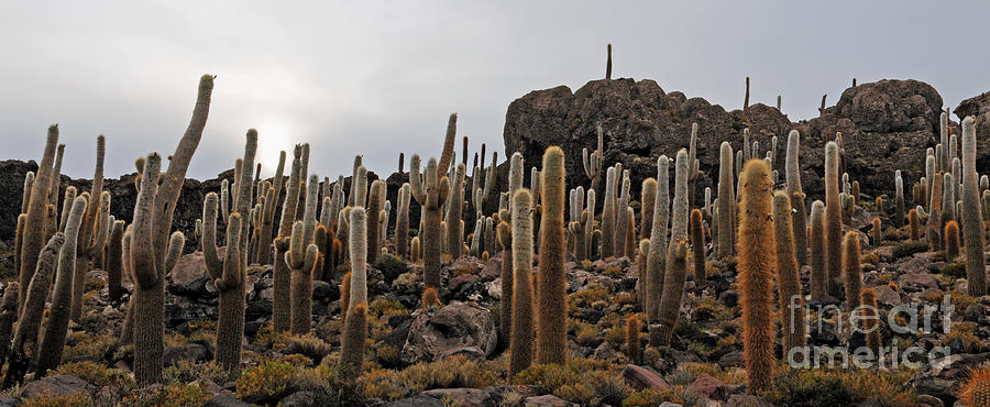 Isla Incahuasi Cacti Garden Photograph by Vivian Christopher