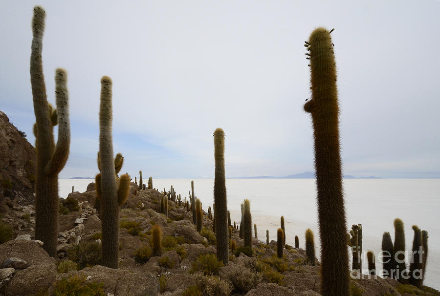 Isla Incahuasi Salar De Uyuni Bolivia 1 Photograph by Bob Christopher