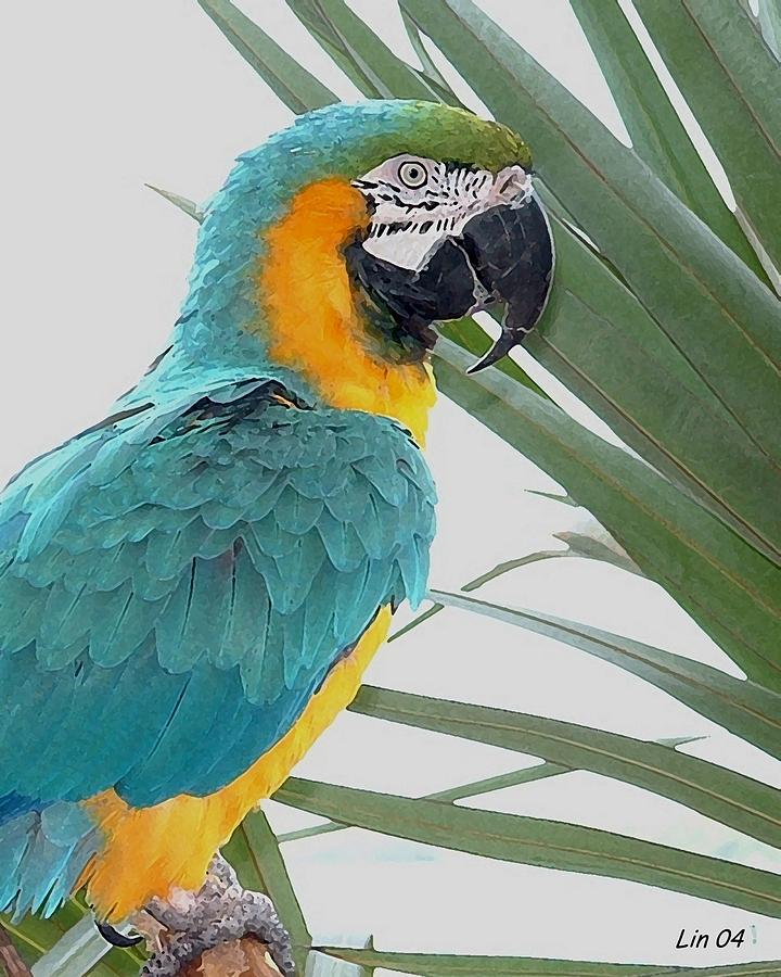Islamorada Parrot - Of The Macaw Persuasion Photograph