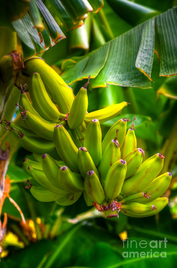 Island Bananas Photograph by Kelly Wade
