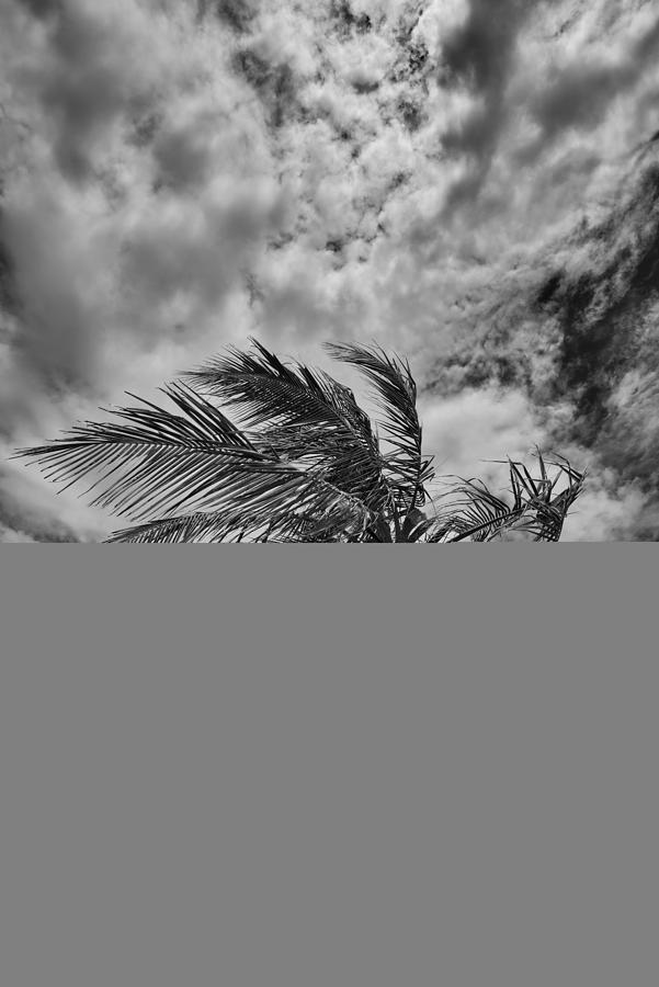 Black And White Photograph - Island Breezes by Russ Burch