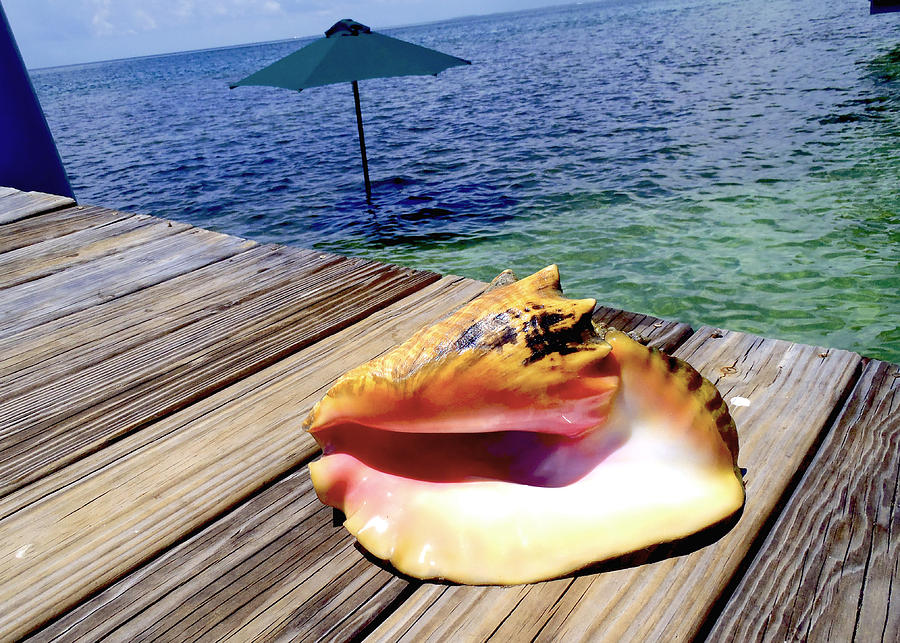 Shell Photograph - Island Conch by Carey Chen