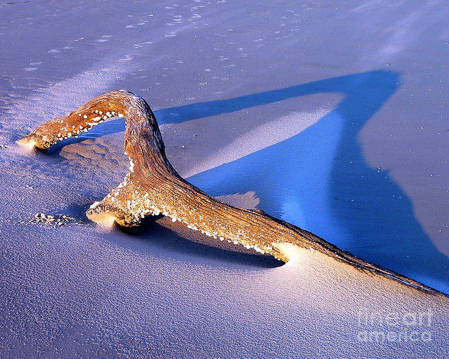 Dinosaur Driftwood Photograph by Al Powell Photography USA