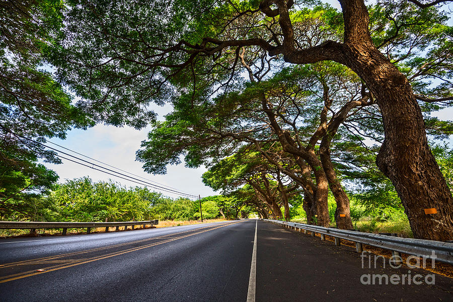 Tree Photograph - Island Drive  by Jamie Pham