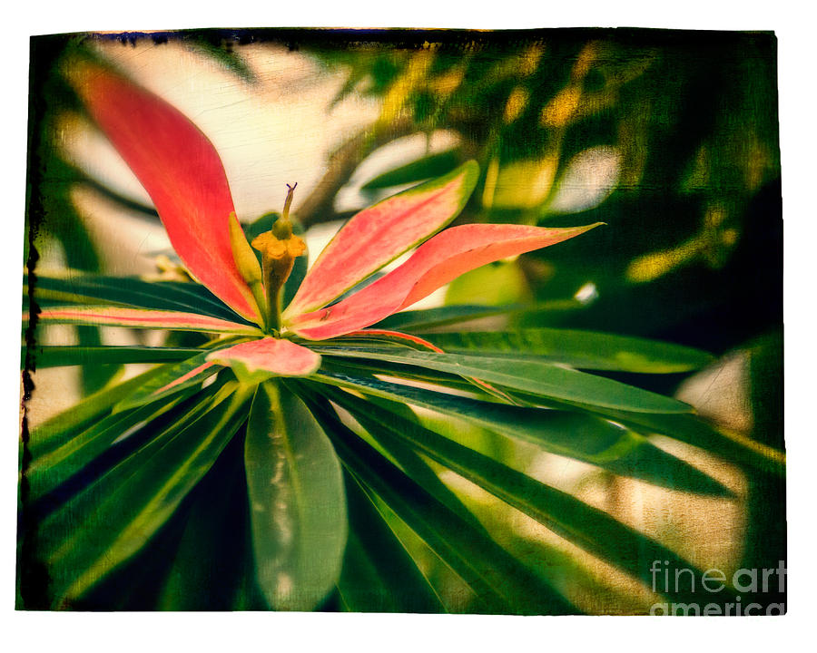 Island Flower Photograph by Perry Webster