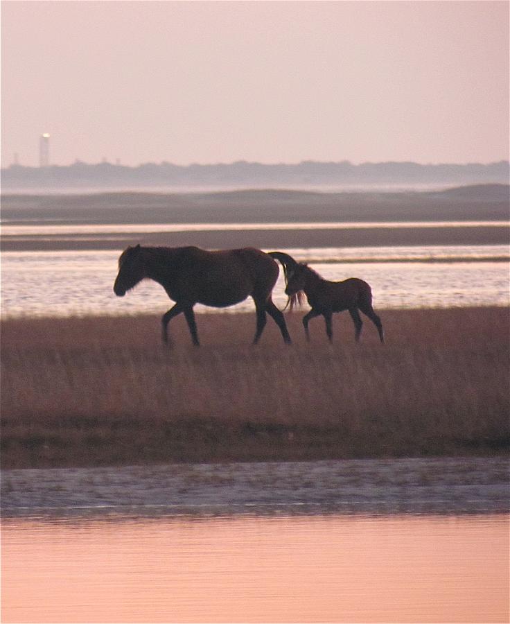 Horse Photograph - Mama and Island Foal at  Sunset by Anne Henderson