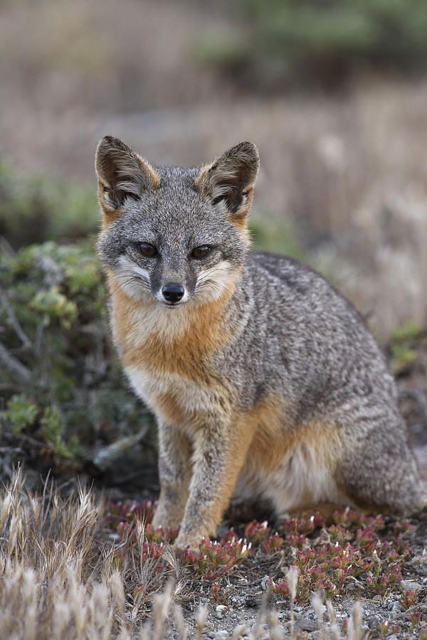Animal Photograph - Island Fox California by Chien Lee