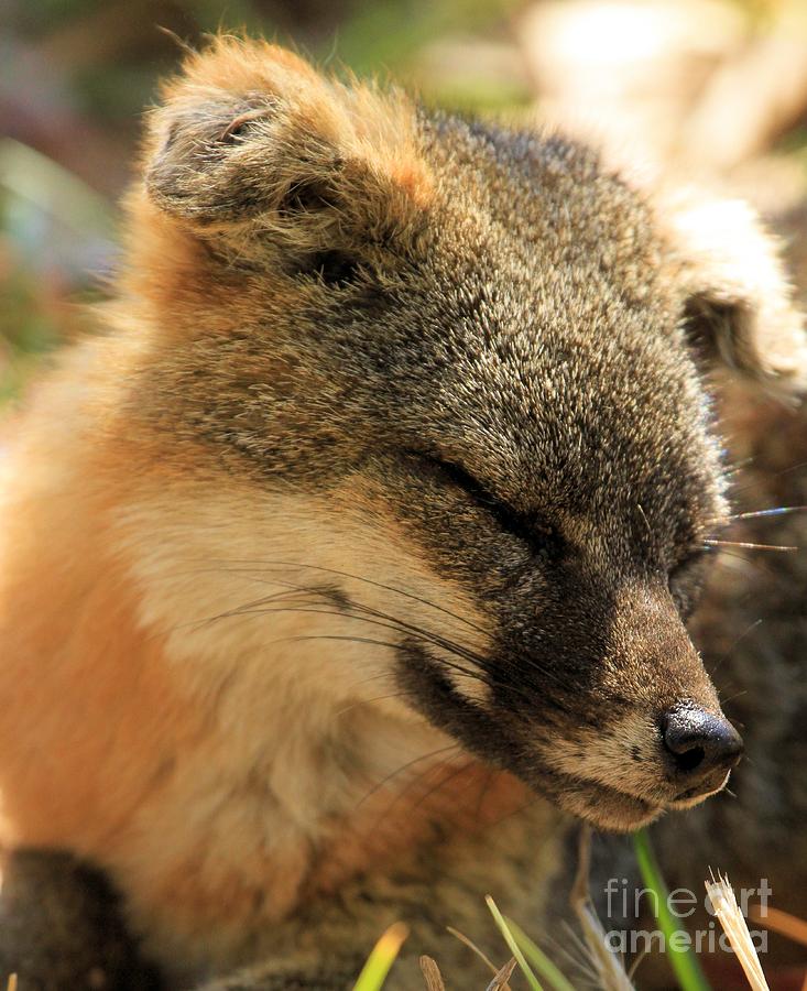 Island Fox Nap Photograph by Adam Jewell