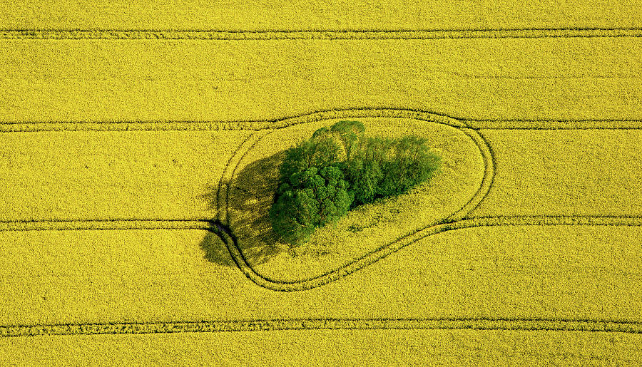 Tree Photograph - Island In The Field by Holger Schmidtke
