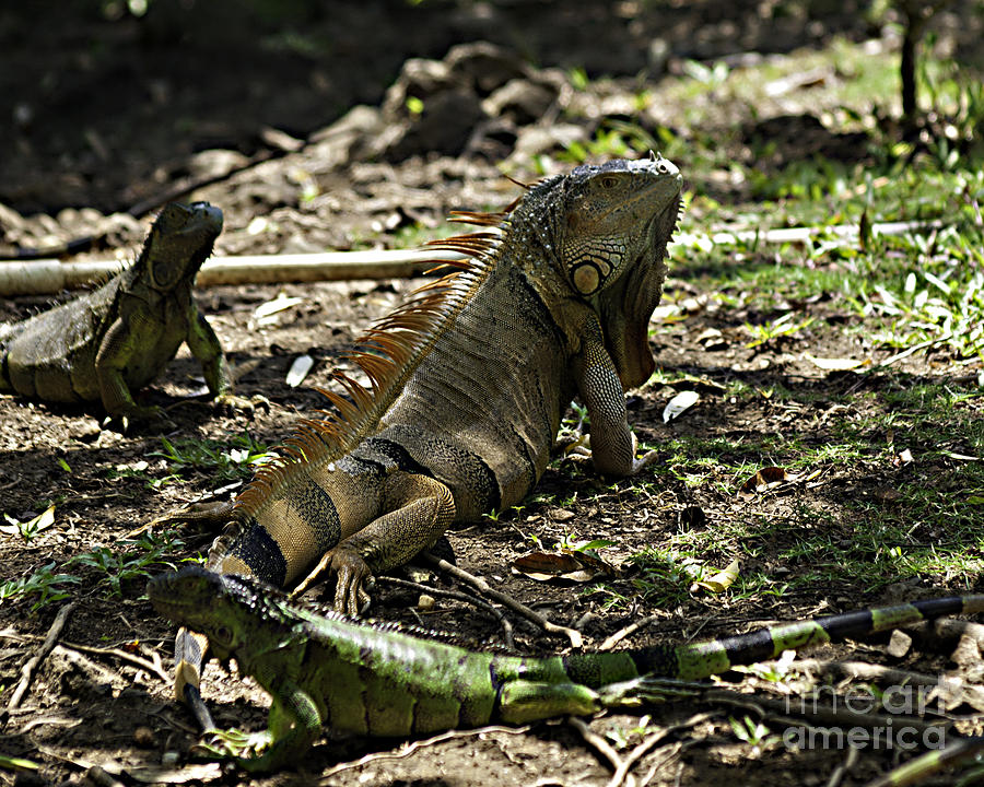 Island Lizards four Photograph by Ken Frischkorn