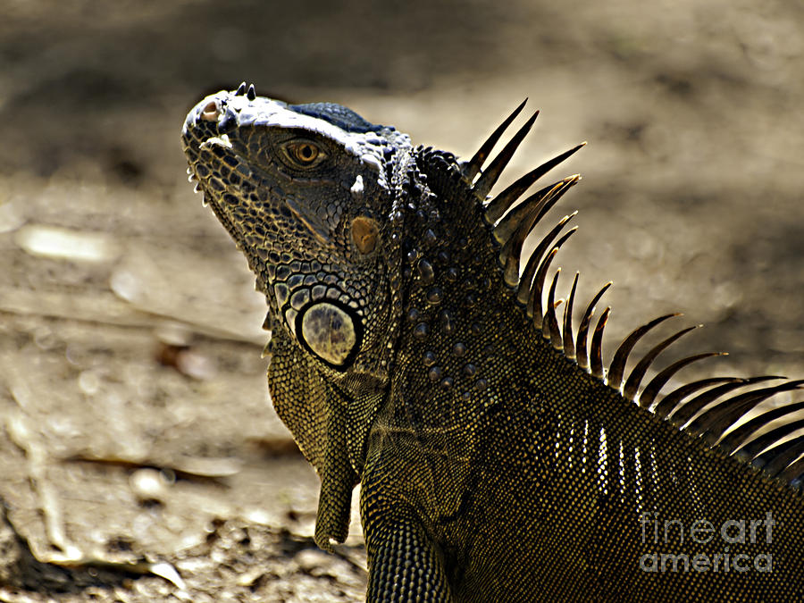 Island Lizards three Photograph by Ken Frischkorn