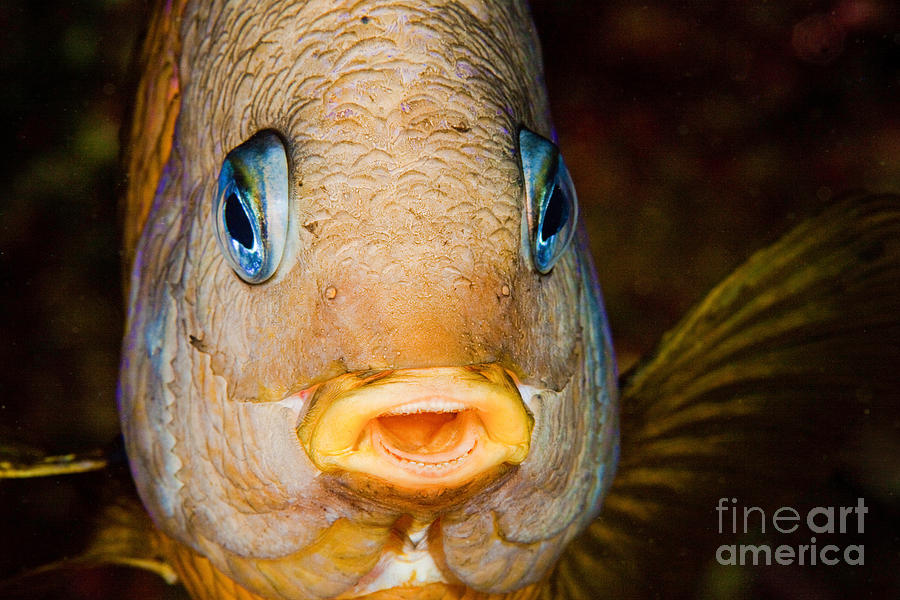 Island Major Fish Photograph by David Fleetham