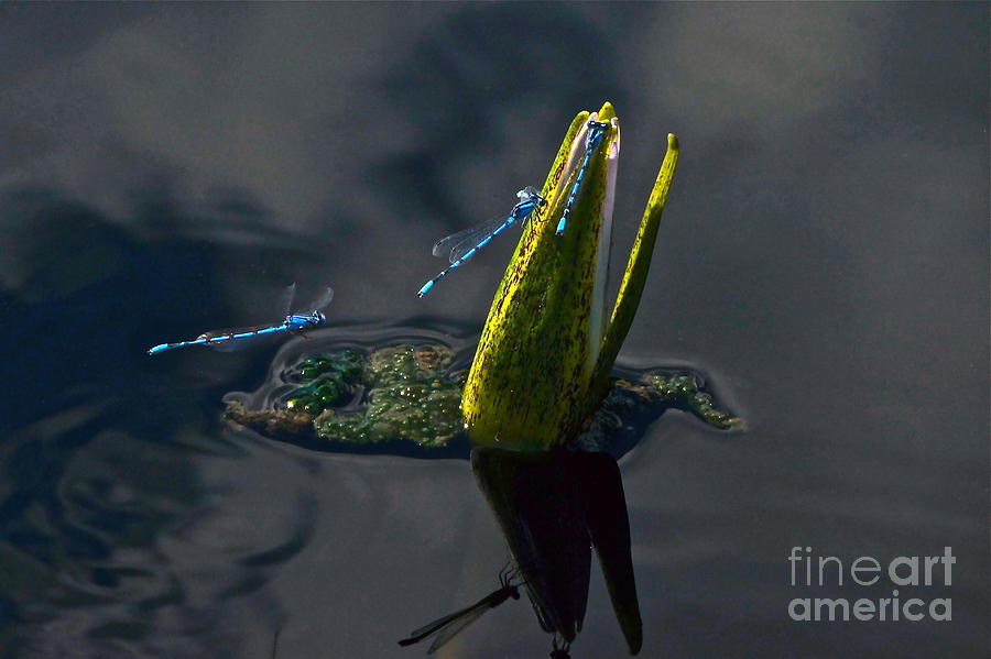 Odonata Photograph - Island Of The Blue Damselflies About To Get Crowded by Byron Varvarigos