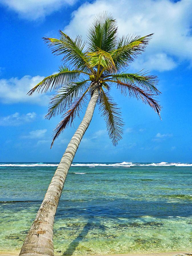 Nature Photograph - Island Palm Tree in San Blas Islands by Michelle Eshleman