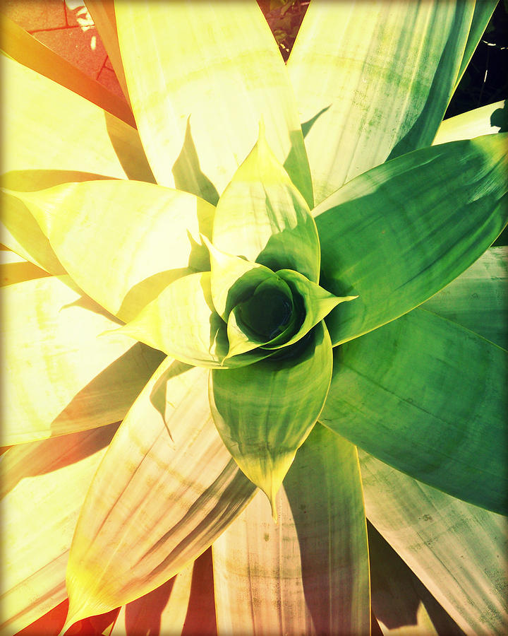 Island Plant Life Photography Light Leaks1 Photograph by Chris Andruskiewicz