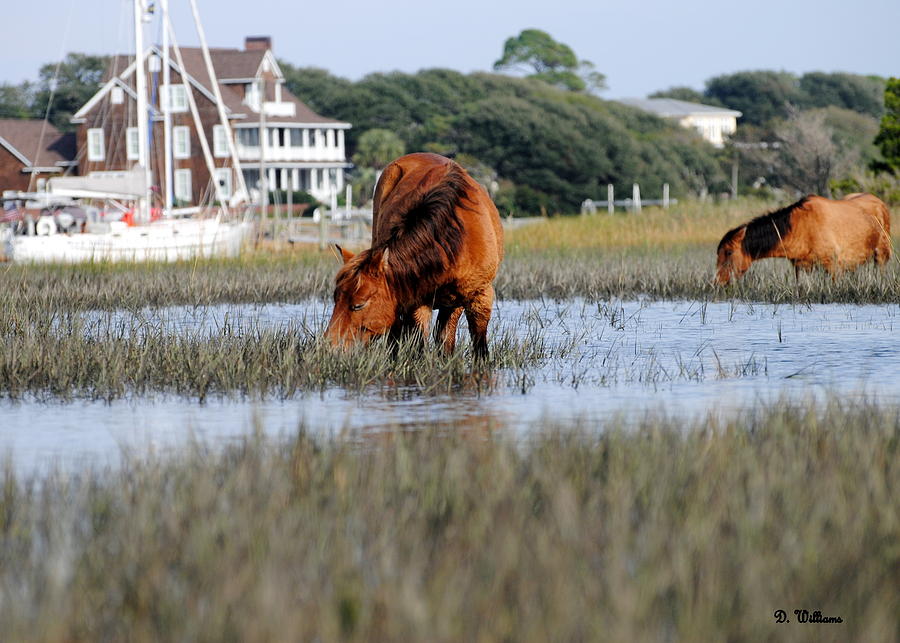 Island Ponies and Beaufort Homes Photograph by Dan Williams