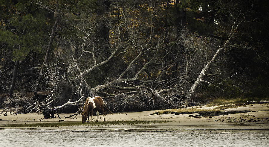 Island Pony Photograph by Donald Brown