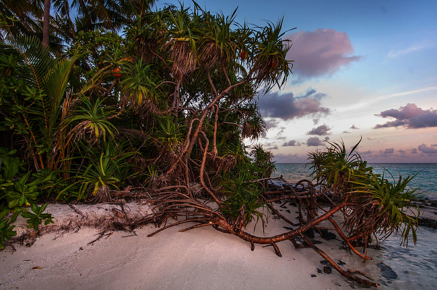 Island Sunset Photograph by Jenny Rainbow