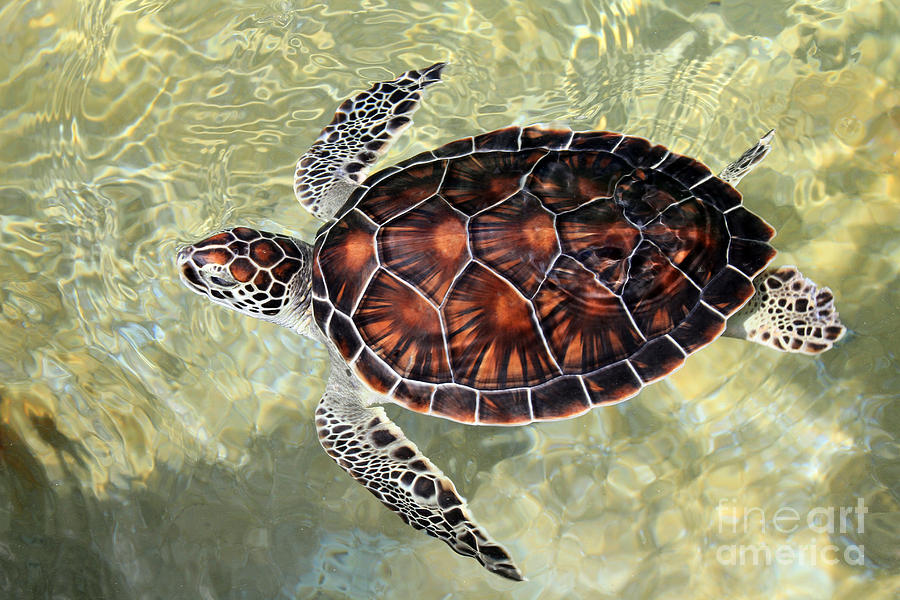 Turtle Photograph - Island Turtle by Carey Chen
