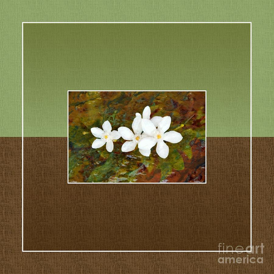 Flower Digital Art - Islander-no2 by Darla Wood