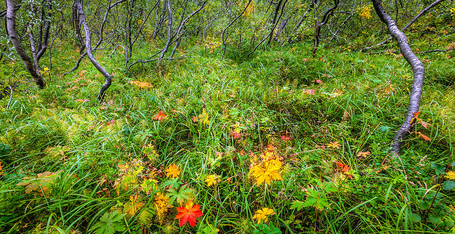 Islandic forest Photograph by Alexey Stiop
