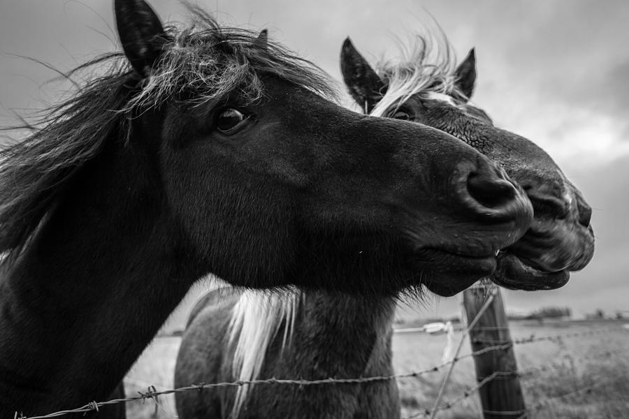Icelandic Ponies BW Portrait Photograph by Alexey Stiop
