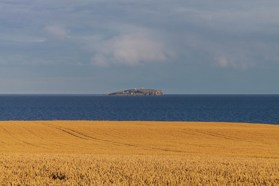 Nature Photograph - Isle Of May With Barley In The by Diane Macdonald