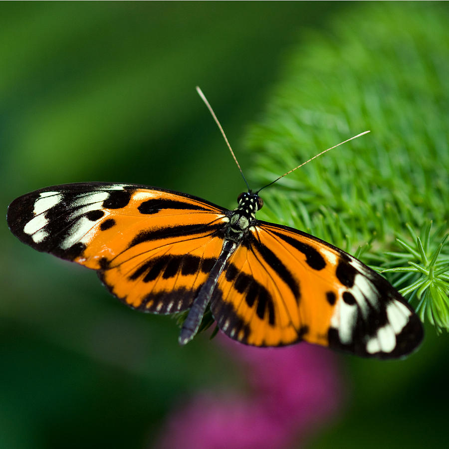 Butterfly Photograph - Ismenius Butterfly by Joann Vitali