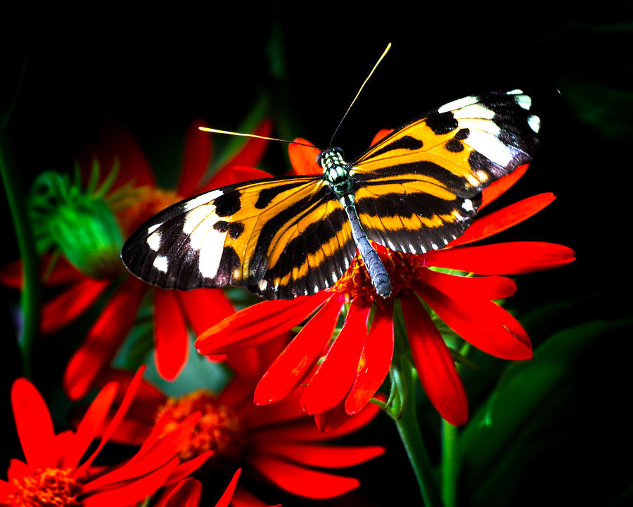 Ismenius Tiger Butterfly Photograph