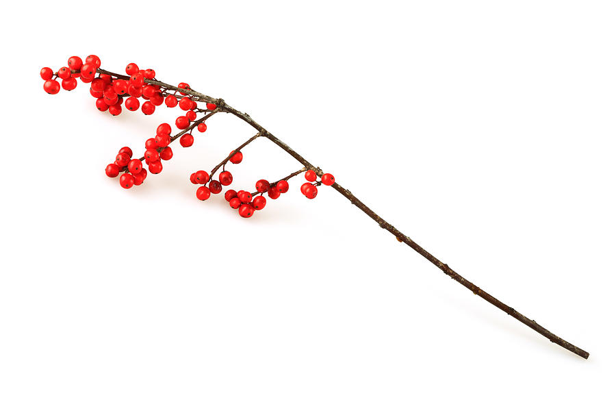 Isolated Christmas Holly Twig Photograph by Aristotoo