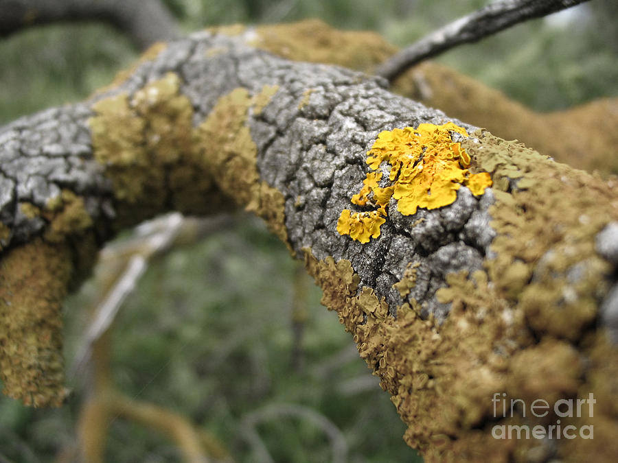 Nature Photograph - Isolated lichen by Amber Nissen