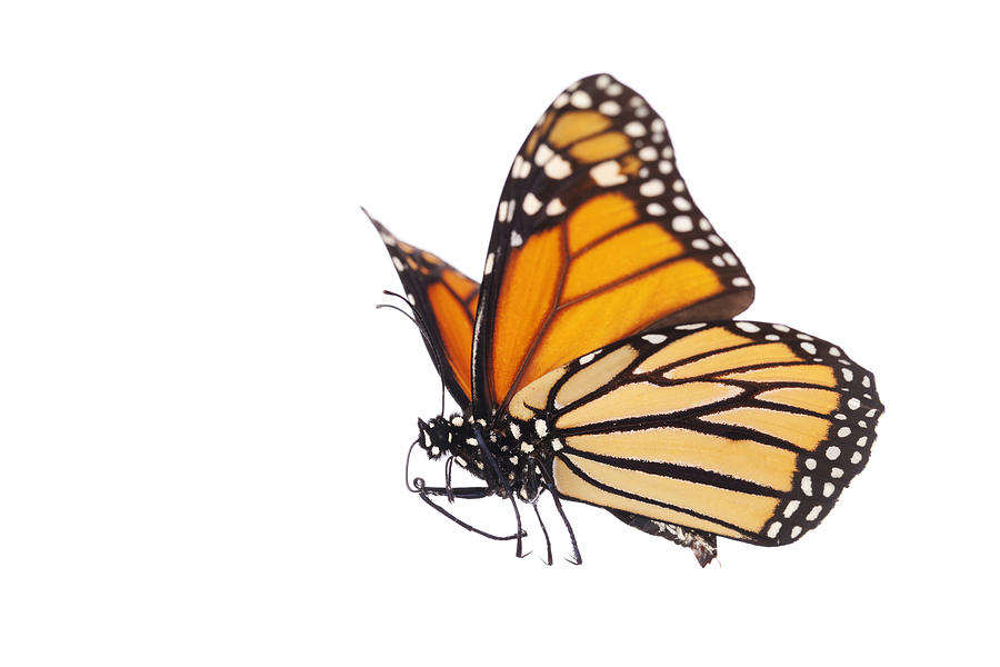 Isolated Monarch Butterfly Photograph by Liliboas