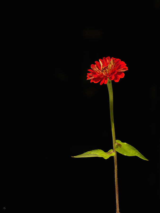 Isolated Red Photograph